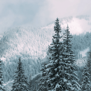 2025 Rome Minishred ROME