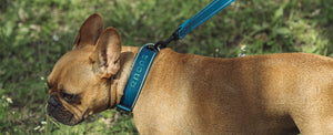 2027 Radar Dog Collar - Blue