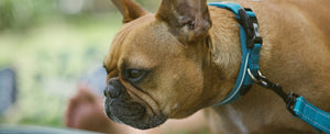 2027 Radar Dog Collar - Blue