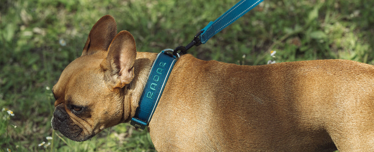 2027 Radar Dog Collar - Blue