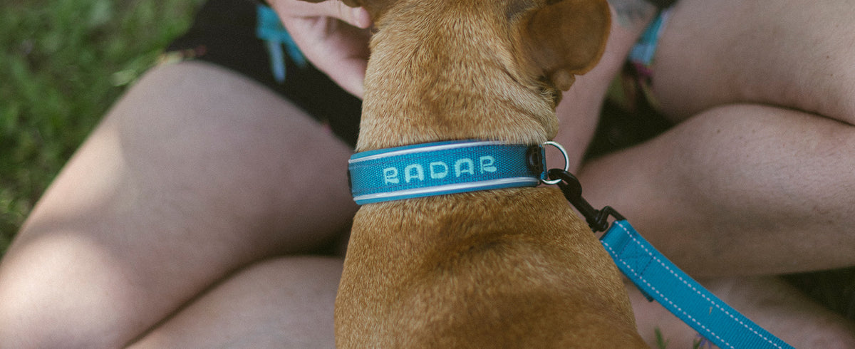 2027 Radar Dog Collar - Blue