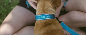 2027 Radar Dog Collar - Blue