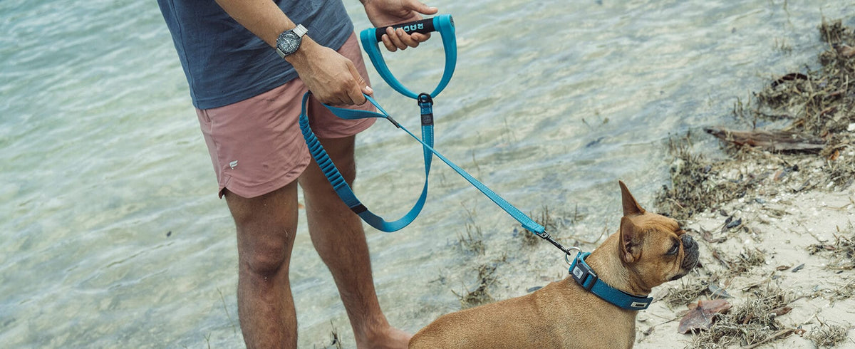 2027 Radar 5ft Bungee Dog Leash - Blue