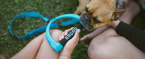2027 Radar 5ft Bungee Dog Leash - Blue