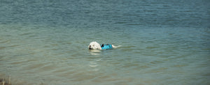 2027 Radar Dog Life Vest - Blue