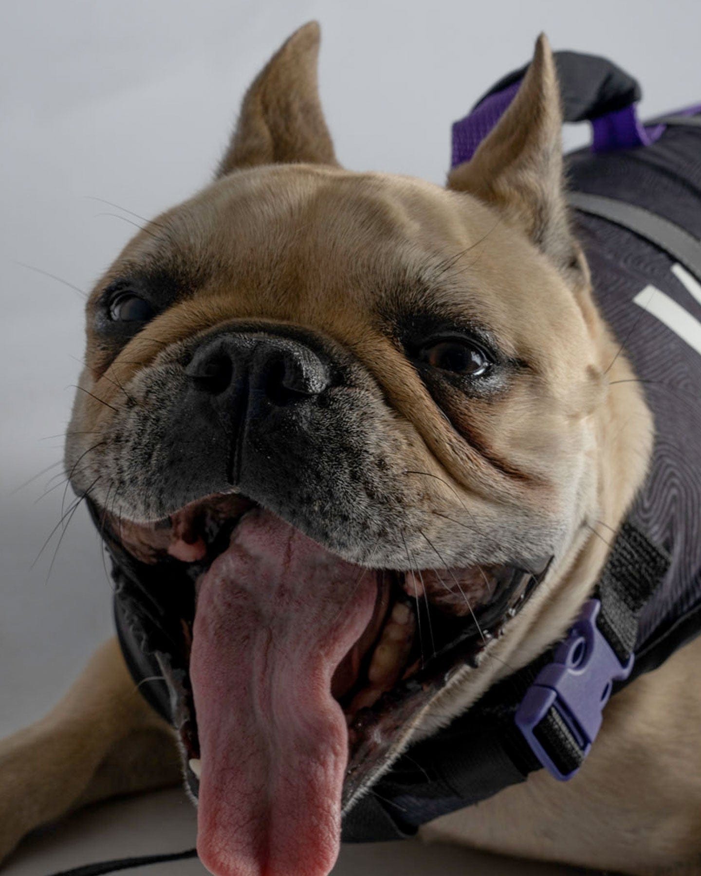 Follow Dog Floating Aid - Black/Purple Follow
